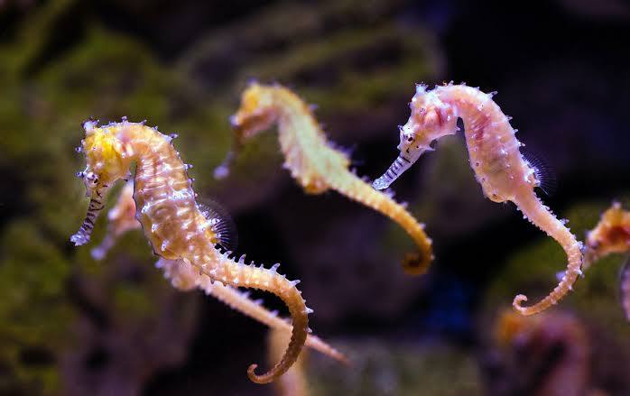 Sea Horses.jpeg