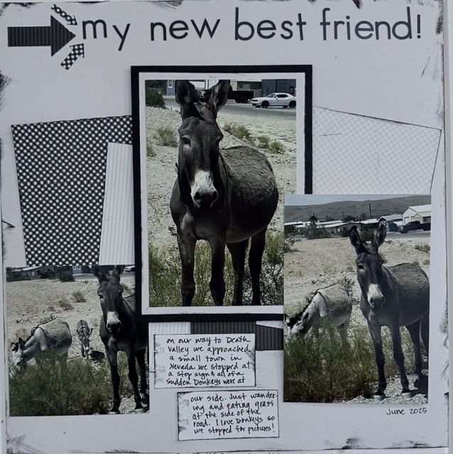 Donkey Friend.jpeg