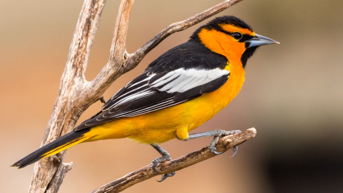 bullocks_oriole_jim_merritt_macaulay_library_ml234780531-a.jpg