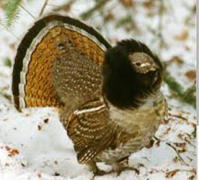 Pa State Bird
