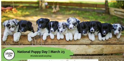 National Puppy Day 3 23 2023
