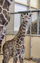 baby_giraffe.jpg