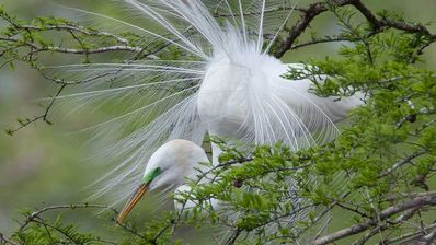 Keywords: egret