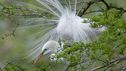 egret.jpg