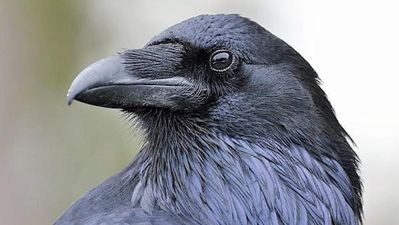 raven.jpg