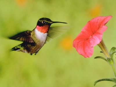 Hummingbird
Keywords: hummingbird