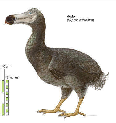 Dodo Bird
